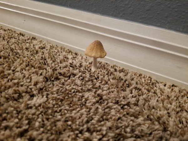 A mushroom growing out of the carpet.