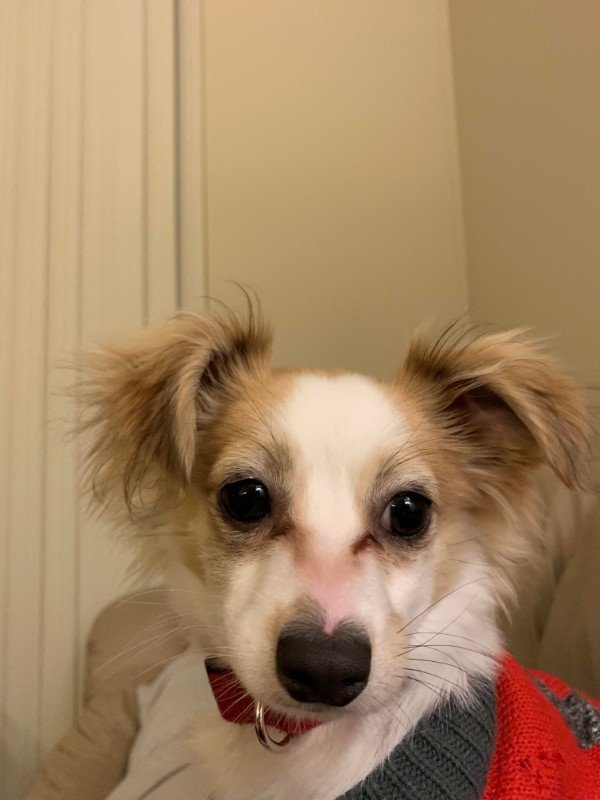 Puppy has all white whiskers on one side and all black on the other.