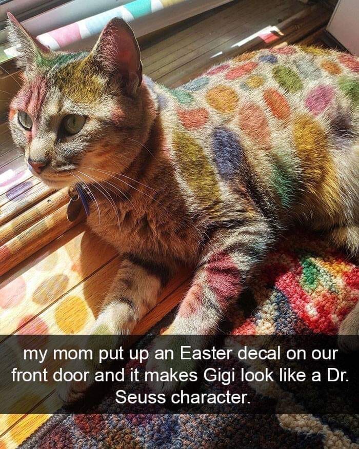 cat stained glass window reddit - my mom put up an Easter decal on our front door and it makes Gigi look a Dr. Seuss character.