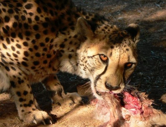 A cheetah concentrates on eating as much as possible, knowing that his meal may be interrupted at any moment