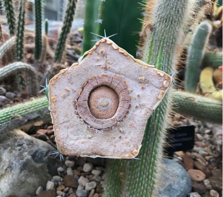 inside look cactus cut in half