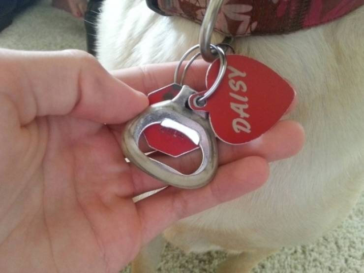 cool idea bottle opener dog collar - Daisy