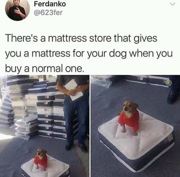 cool idea snoop dogg this is the cutest shit ive ever seen - Ferdanko There's a mattress store that gives you a mattress for your dog when you buy a normal one.