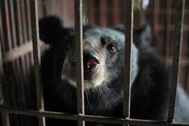 12,000 bears are farmed for their bile in Asia.