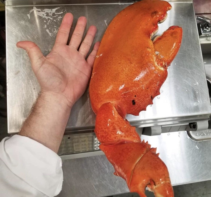 5-pound lobster claw next to a hand.