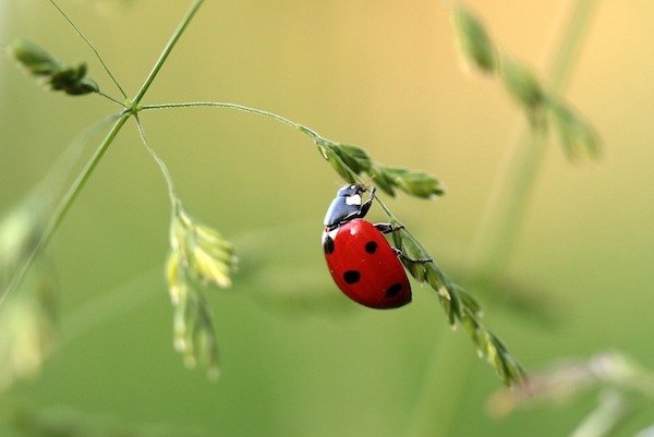 Ladybugs eat their young.