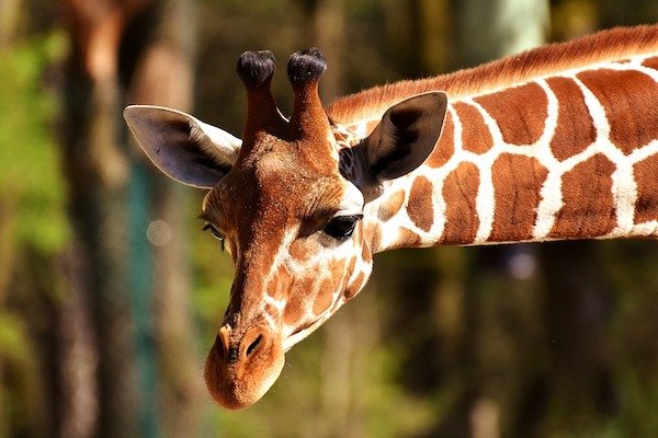 Giraffes are the animals with the highest blood pressure.