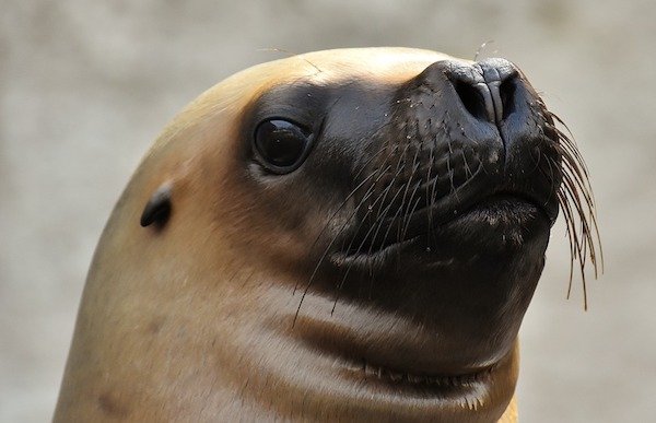 Sea lions have the worst smelling farts thanks to their diets of  fish and squid.