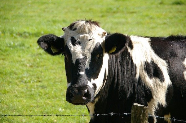 Cows moo in different dialects according to their region.