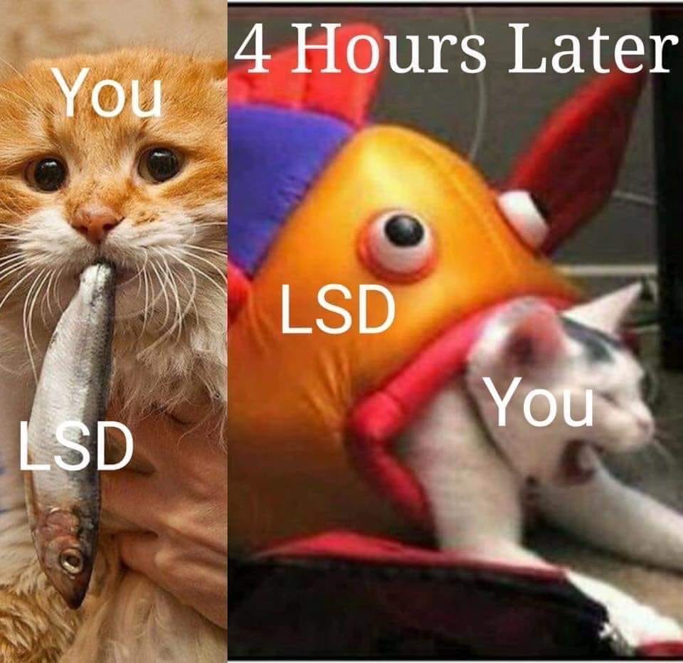 cat lsd meme - 4 Hours Later You Lsd You Lsd