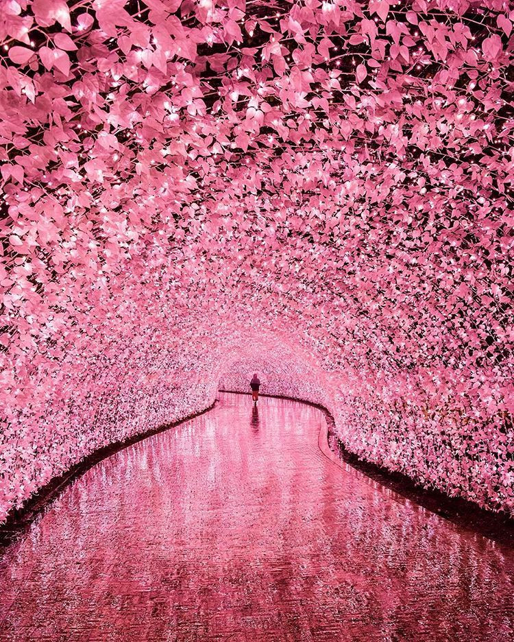 cherry blossom japan