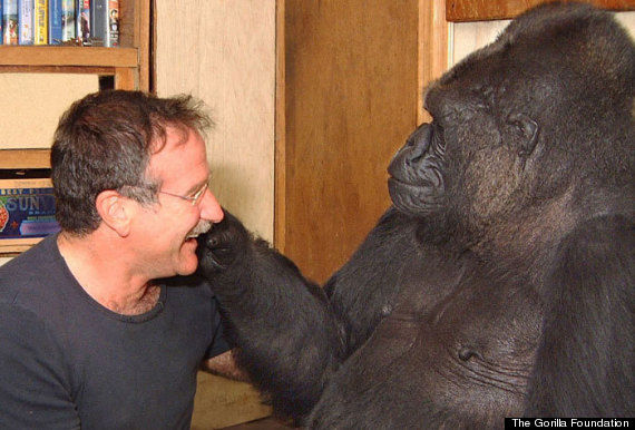 Koko the gorilla signed "comfortable hole, bye" when asked where gorillas go after death.