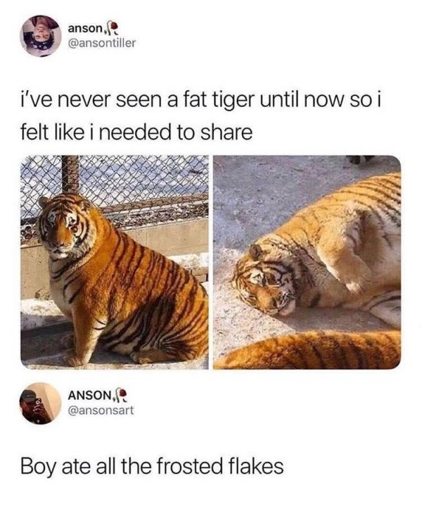 fat tiger memes - anson, i've never seen a fat tiger until now so i felt i needed to Anson, Boy ate all the frosted flakes
