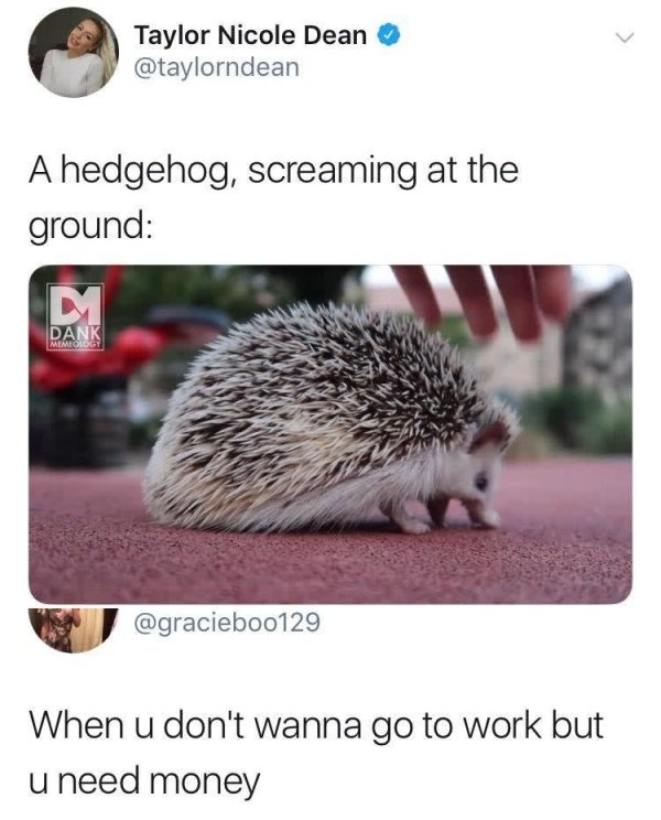 hedgehog screaming at ground - Taylor Nicole Dean A hedgehog, screaming at the ground Dank When u don't wanna go to work but u need money