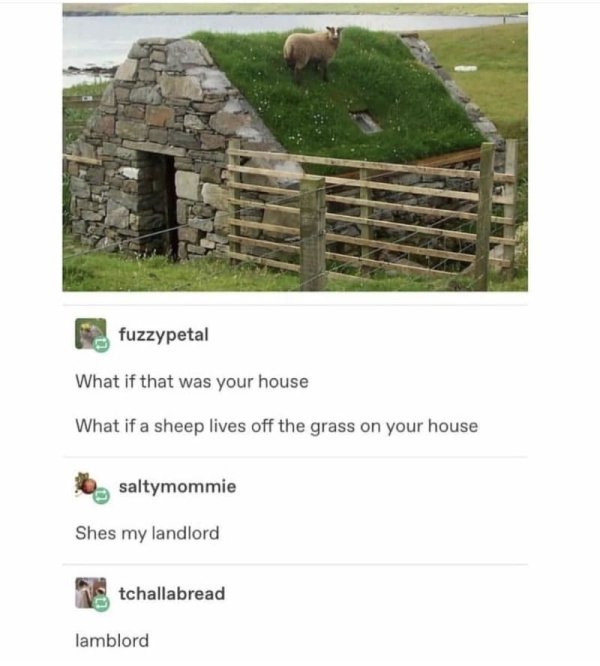 scotland grass roof - fuzzypetal What if that was your house What if a sheep lives off the grass on your house basaltymommie Shes my landlord 110 tchallabread lamblord