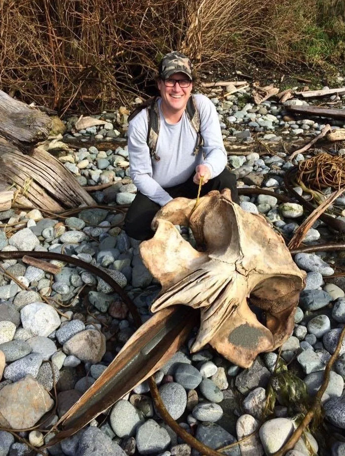 beach find mosquito skull meme