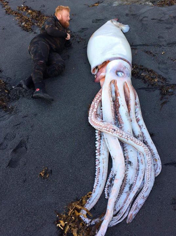 beach find giant squid human