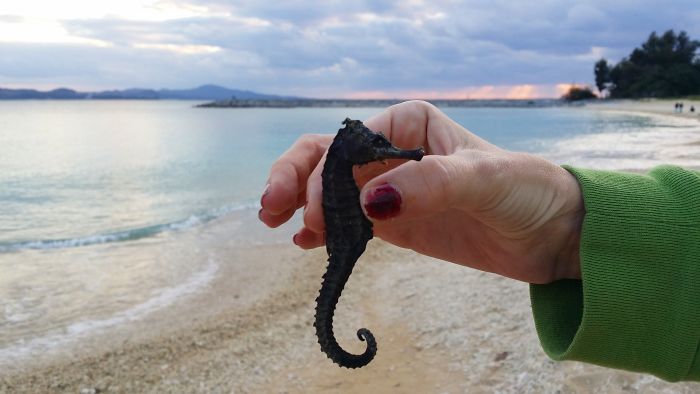 beach find seahorse found on beach