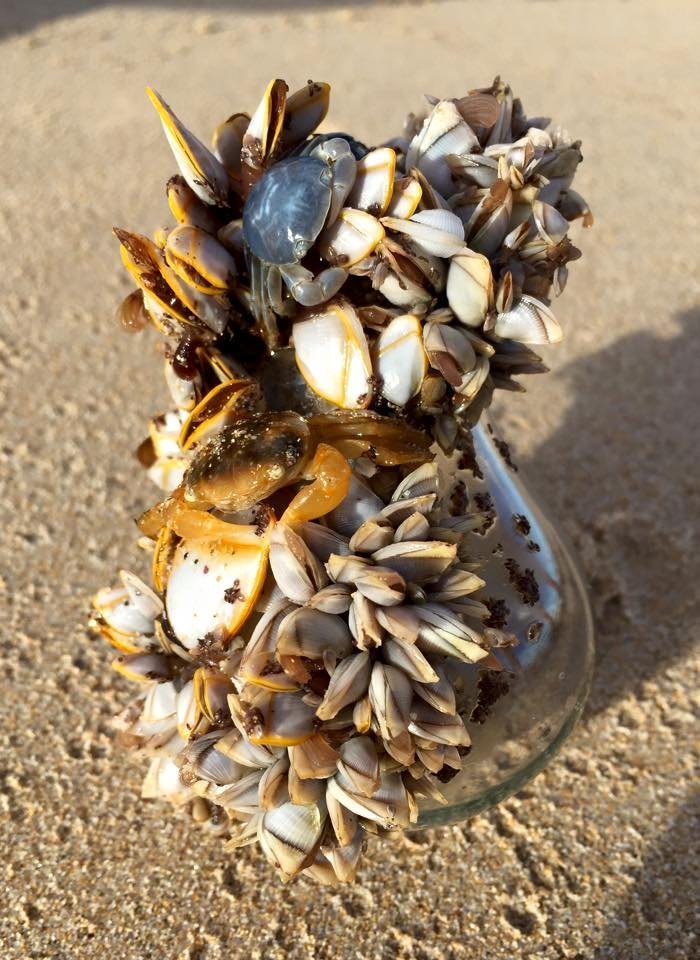 beach find things found on normandy beach