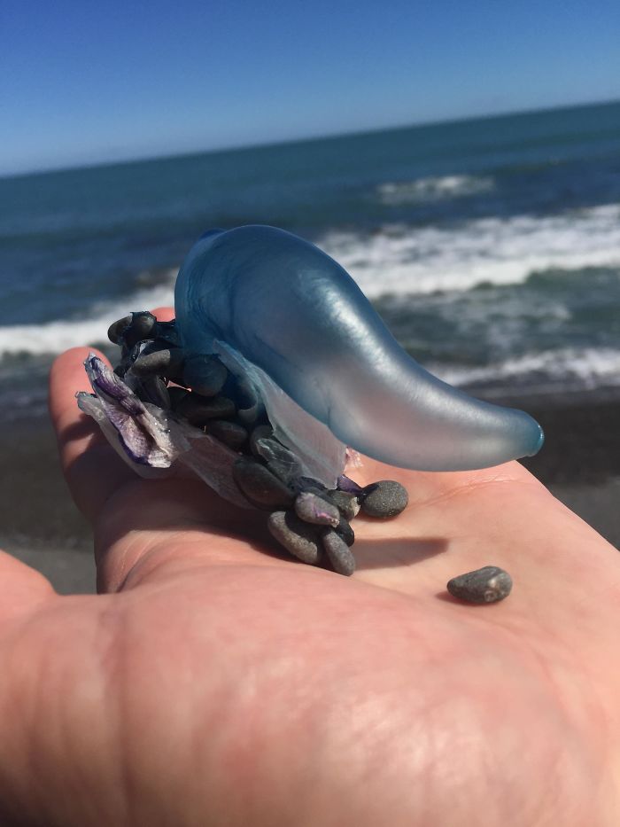 beach find weird things on the internet