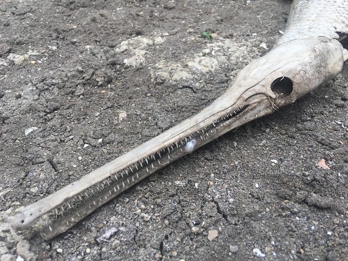 beach find gar skeleton