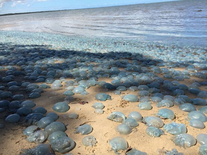 beach find blue jellyfish australia