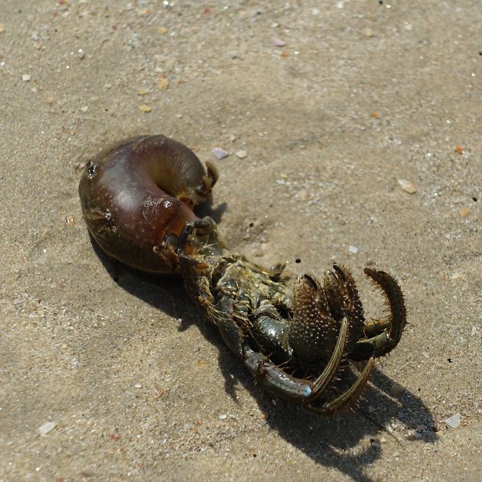 beach find terrestrial animal