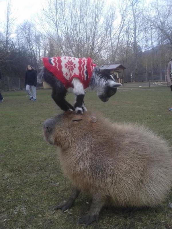 wtf animals sitting on capybaras