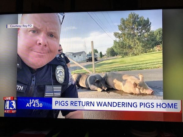 wtf photo caption - Courtesy Roy Pd Th Tuven Live. At Pigs Return Wandering Pigs Home 97