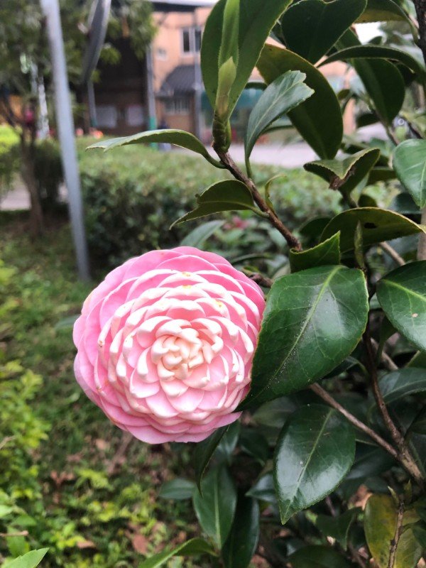 satisfying pic japanese camellia
