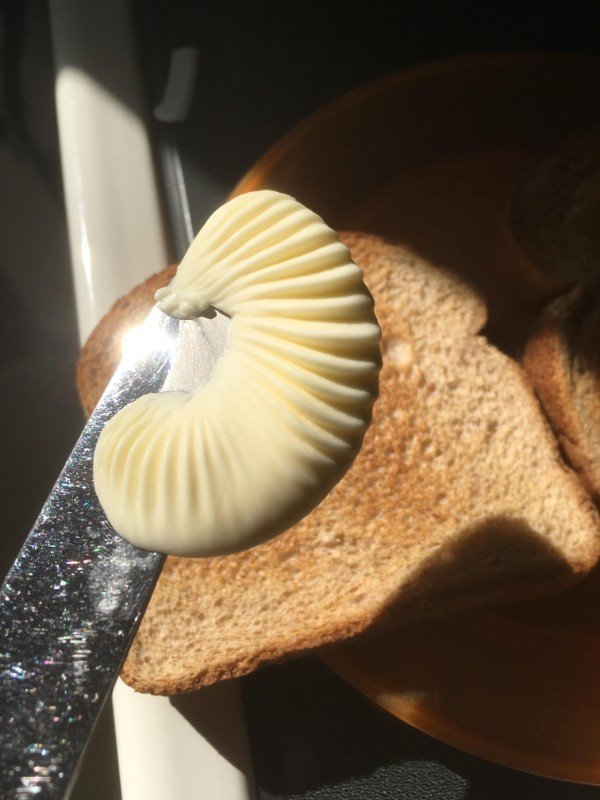 satisfying pic seashell