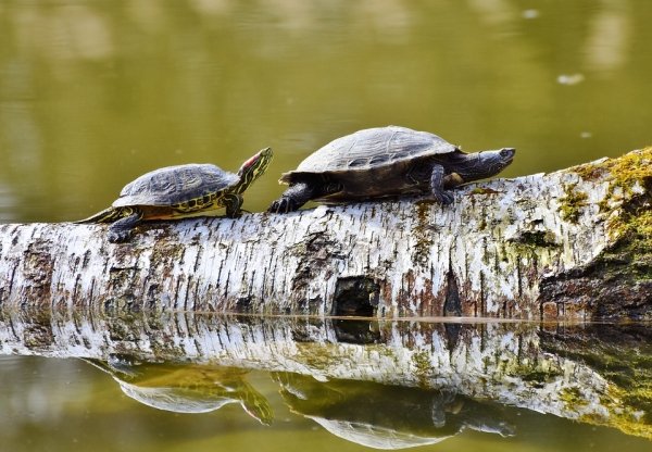fun fact water tortoise