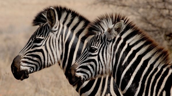 fun fact zebra facts for kids