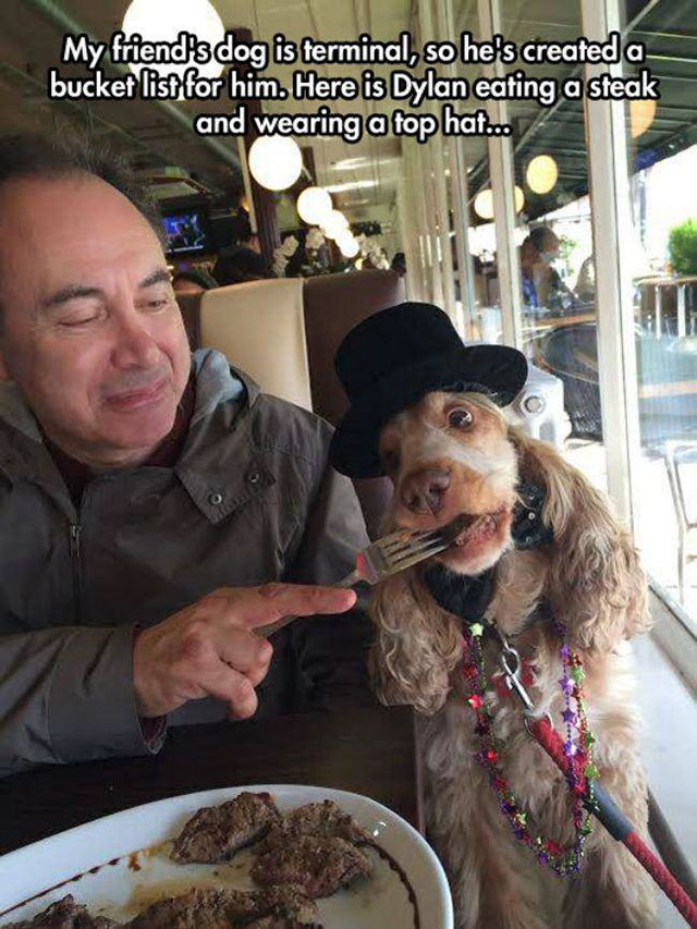 cocker spaniel person - My friend's dog is terminal, so he's created a bucket list for him. Here is Dylan eating a steak and wearing a top hat...