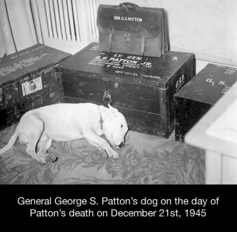george patton dog - Gen.G.S. Patton General George S. Patton's dog on the day of Patton's death on December 21st, 1945