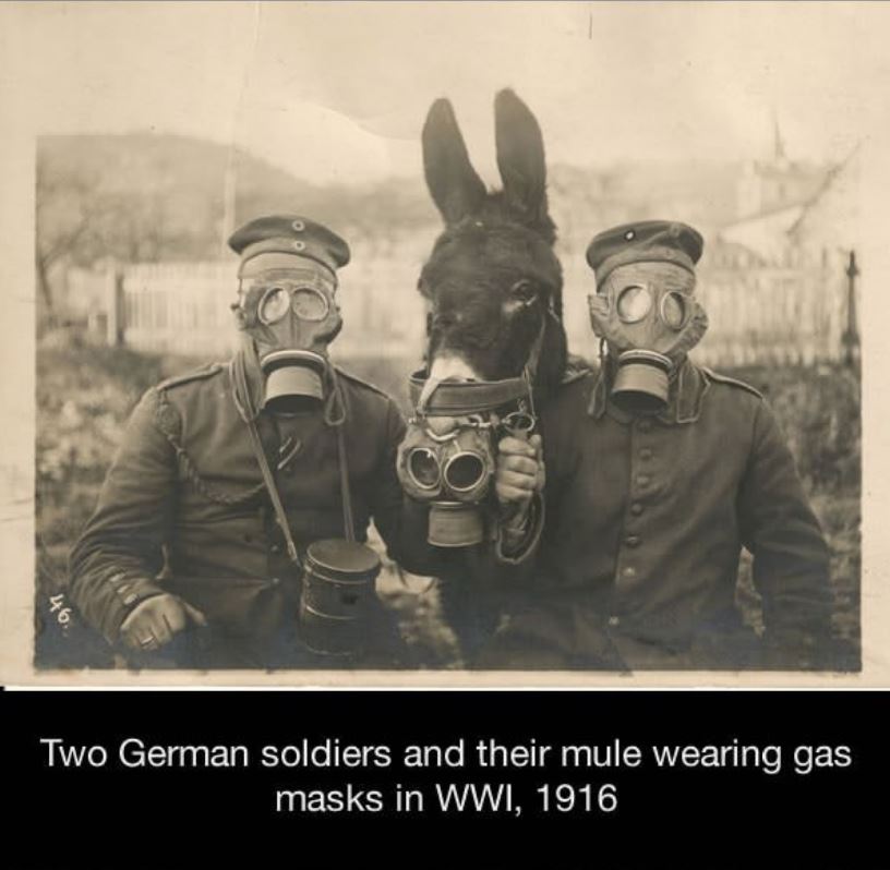 gas mask on animals - 46 Two German soldiers and their mule wearing gas masks in Wwi, 1916