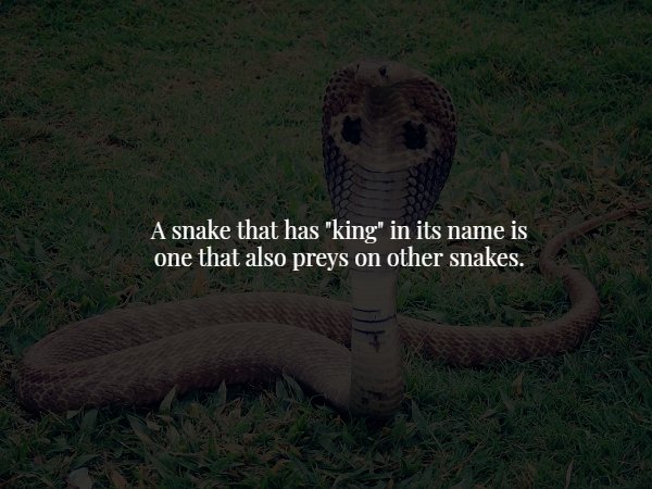 serpent - A snake that has "king" in its name is one that also preys on other snakes.