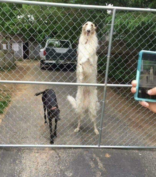 borzoi long boy