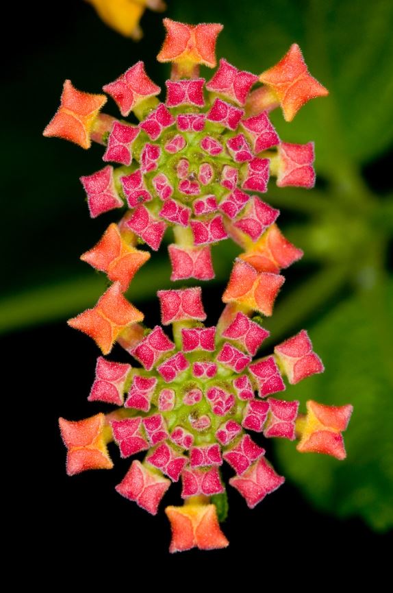 jeweled carpet flower