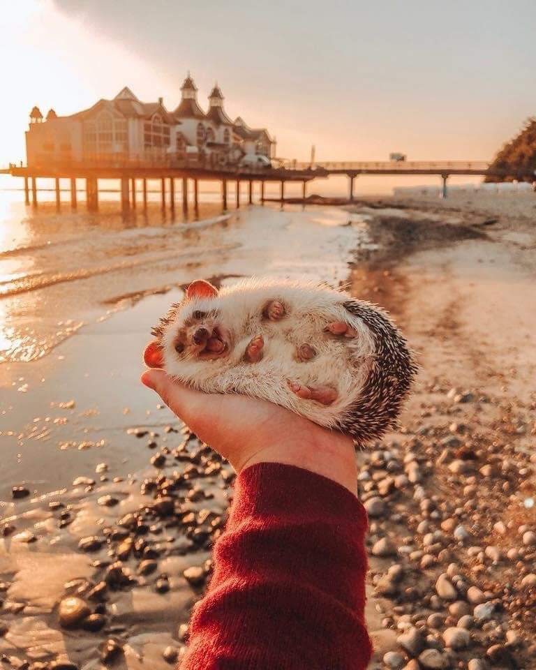 happy hedgehog in the palm of a hand on the beach