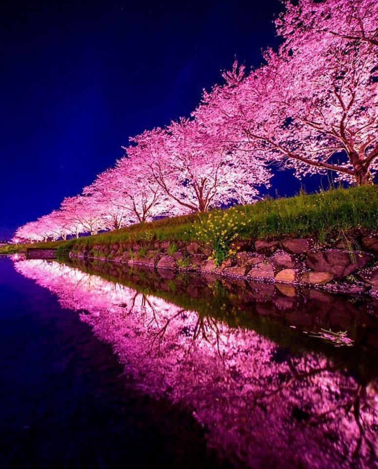 sakura in japan - ~