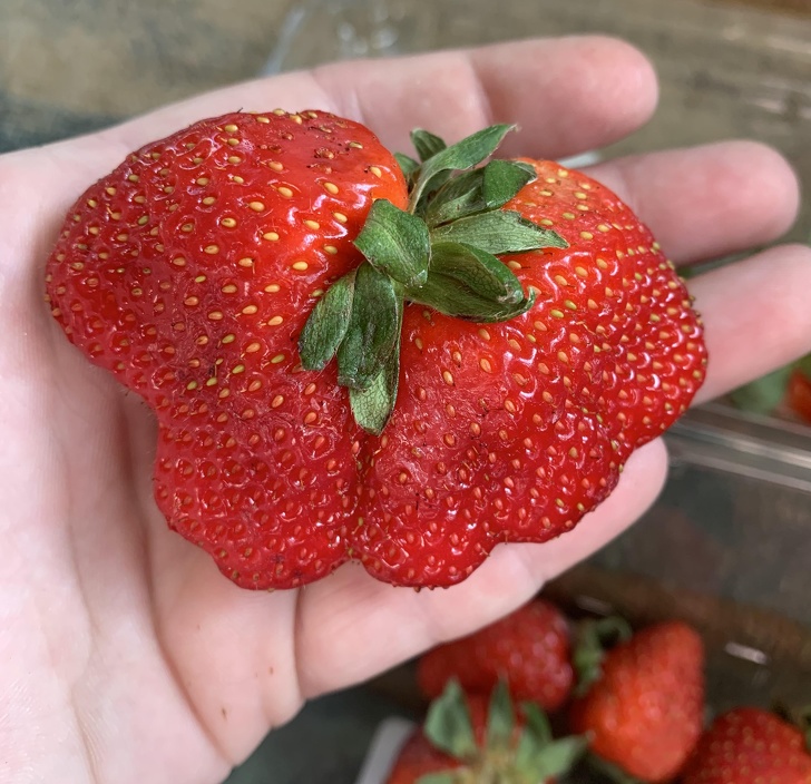deformed large strawberry