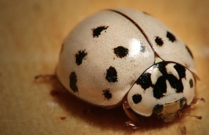 albino ladybug