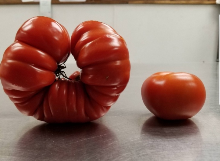 Heirloom tomato next to a normal tomato