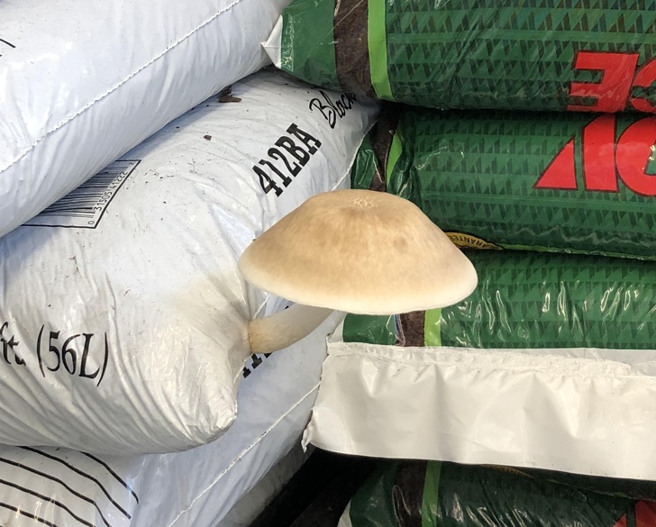 mushrooms growing on mulch bags