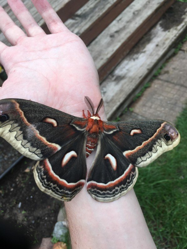 Cool looking moth.