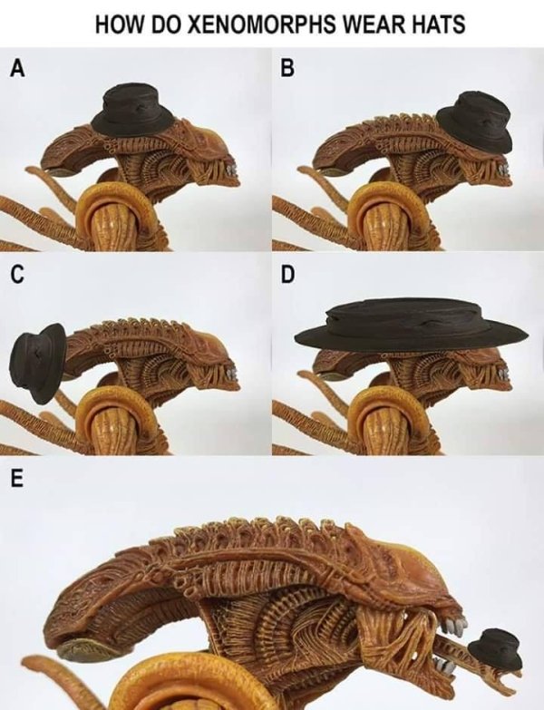 do xenomorphs wear hats - How Do Xenomorphs Wear Hats