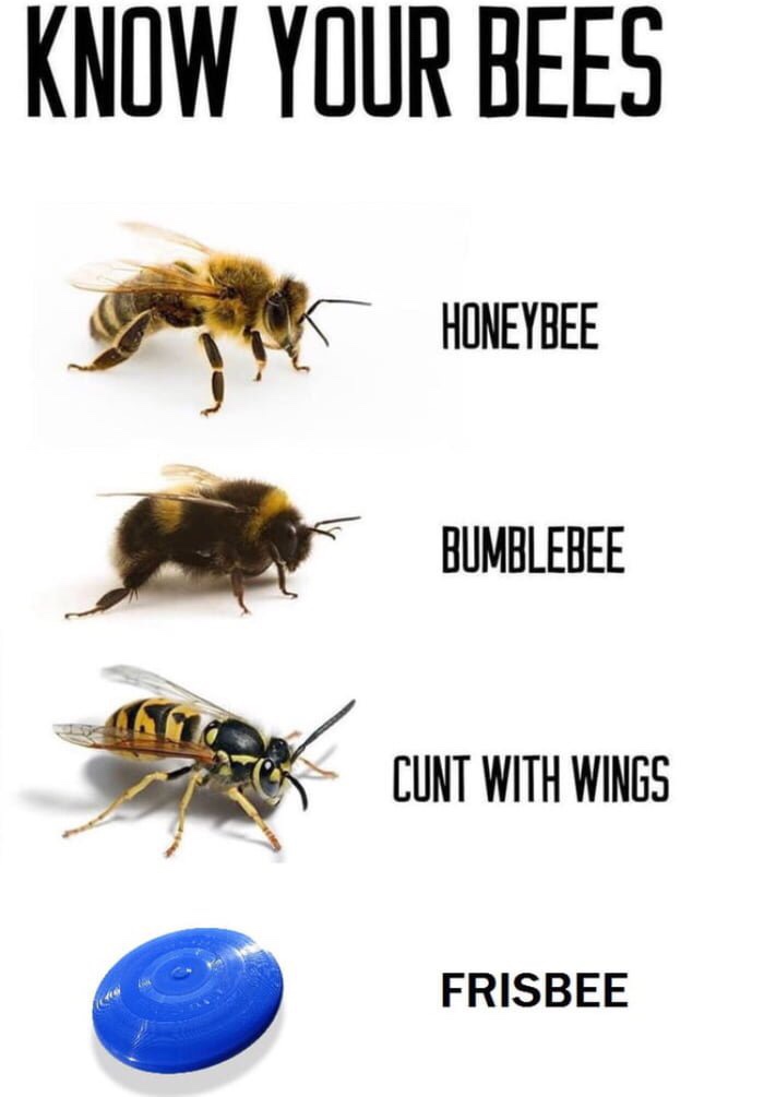 bumblebee meme - Know Your Bees Honeybee Honeybee Bumblebee Cunt With Wings Frisbee