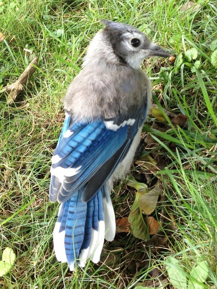 Blue jay with half baby feathers.