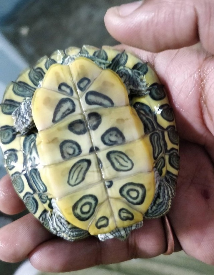 A turtle with a smiley face on its shell.